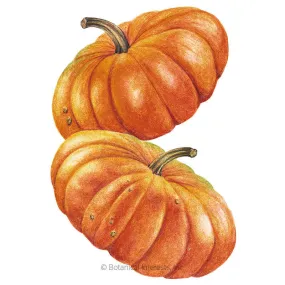 Cinderella Pumpkin Seeds Cinderella Pumpkin Seeds