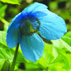 Himalayan Blue Poppy Himalayan Blue Poppy